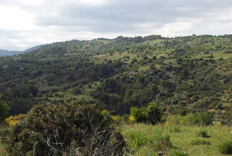 caccia in calabria tordi allodole beccaccia
