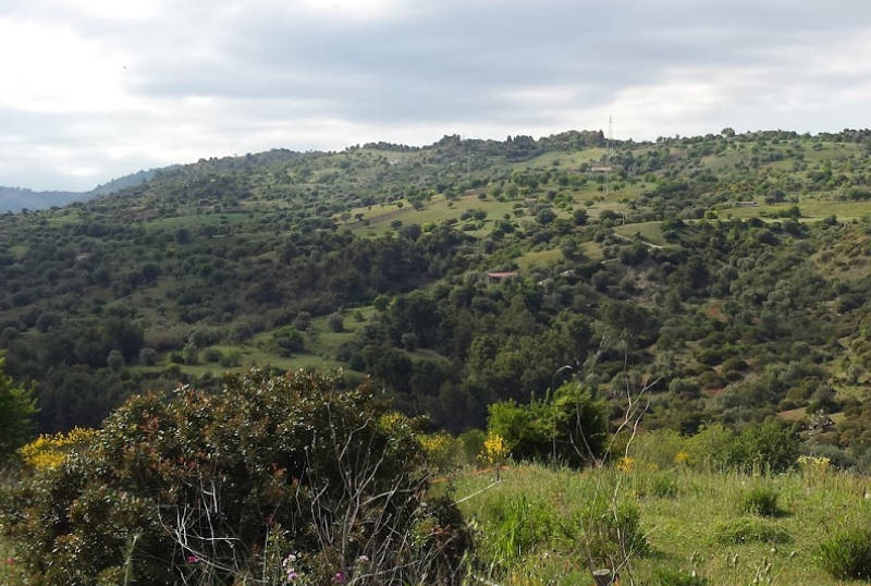 caccia in calabria tordi allodole beccaccia