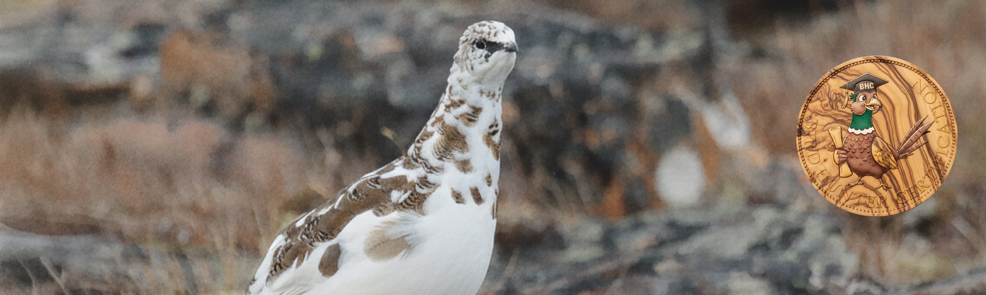 Bird Hunter Certification caccia a fagiano, pernice rossa, starna, pernice sarda, quaglia selvatica