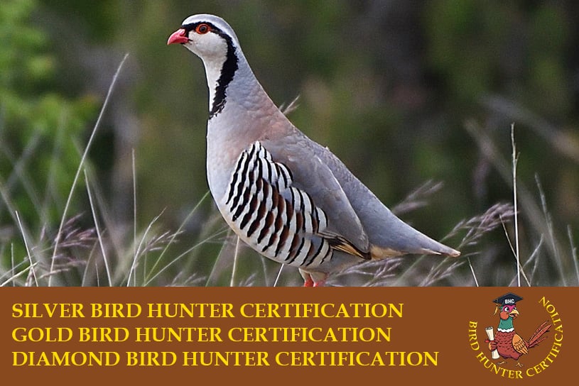 Birds Hunter Certification caccia a fagiano, pernice rossa, starna, pernice sarda, quaglia selvatica, coturnice beccaccia