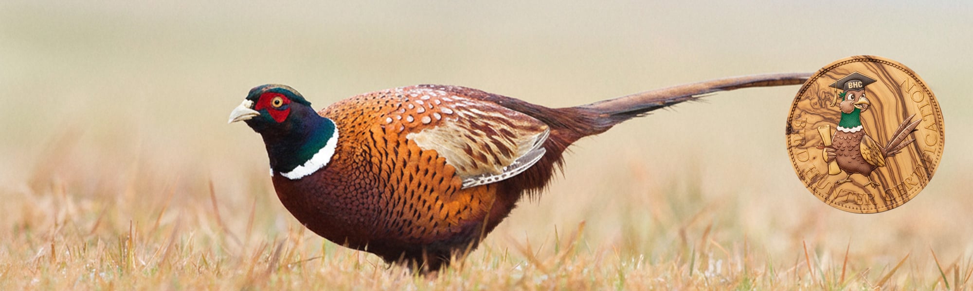 Bird Hunter Certification caccia a fagiano, pernice rossa, starna, pernice sarda, quaglia selvatica