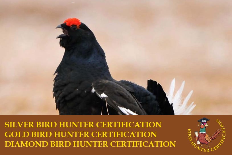 Birds Hunter Certification caccia a fagiano, pernice rossa, starna, pernice sarda, quaglia selvatica, coturnice beccaccia