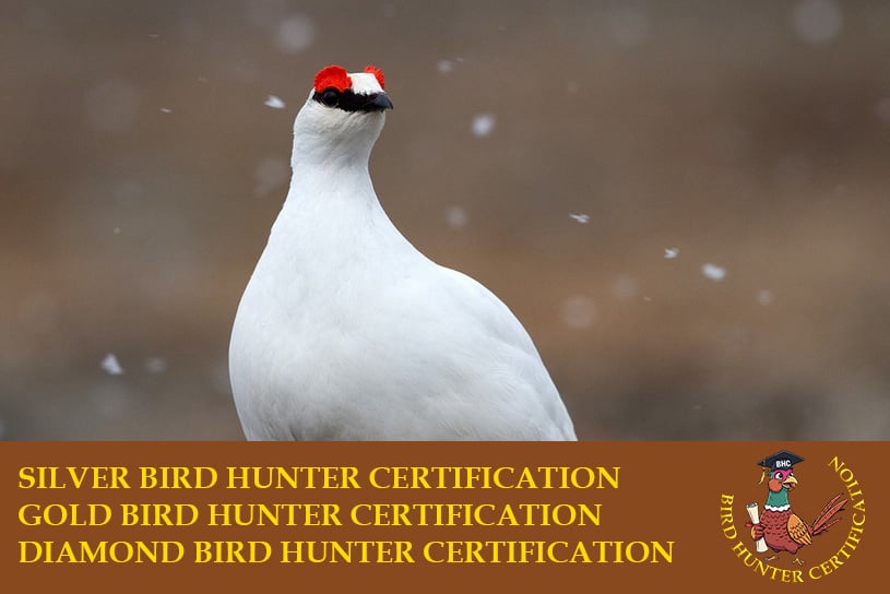 Birds Hunter Certification caccia a fagiano, pernice rossa, starna, pernice sarda, quaglia selvatica, coturnice beccaccia
