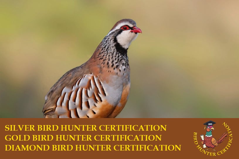 Birds Hunter Certification caccia a fagiano, pernice rossa, starna, pernice sarda, quaglia selvatica, coturnice beccaccia