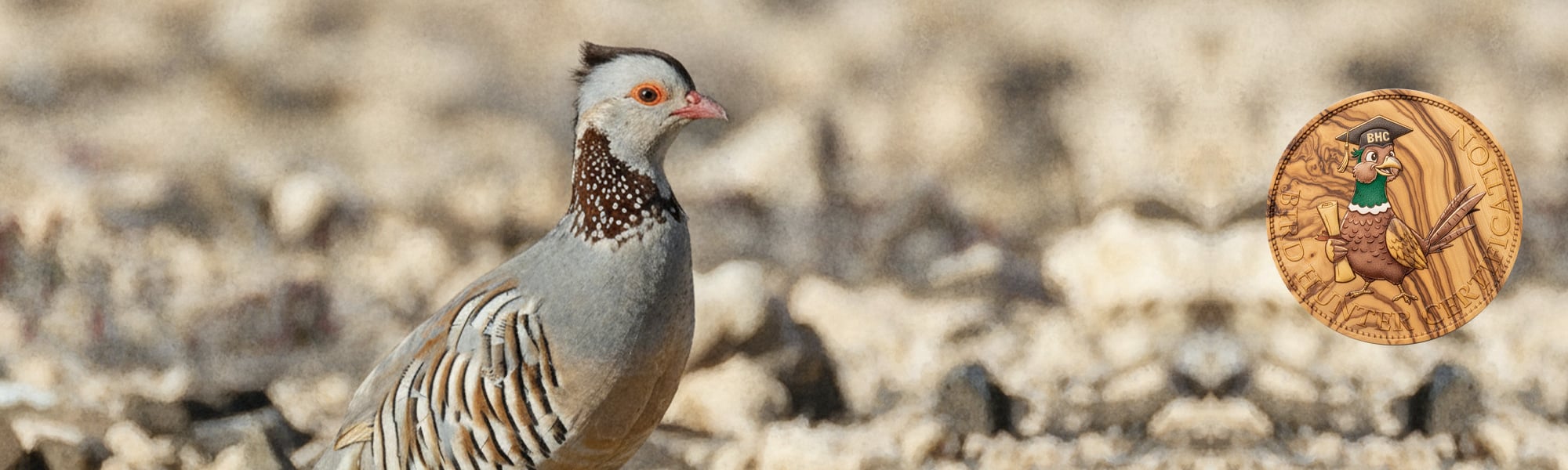 Bird Hunter Certification caccia a fagiano, pernice rossa, starna, pernice sarda, quaglia selvatica