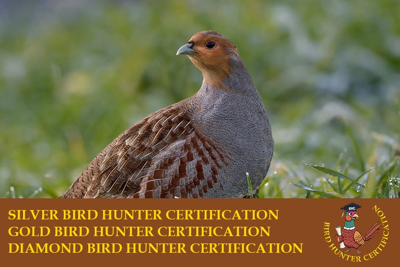 Birds Hunter Certification caccia a fagiano, pernice rossa, starna, pernice sarda, quaglia selvatica, coturnice beccaccia