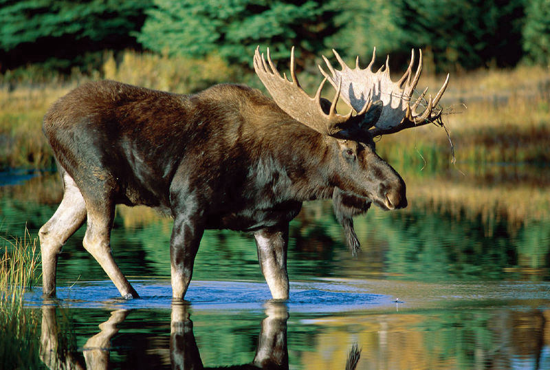 caccia all'alce in estonia wild scozia