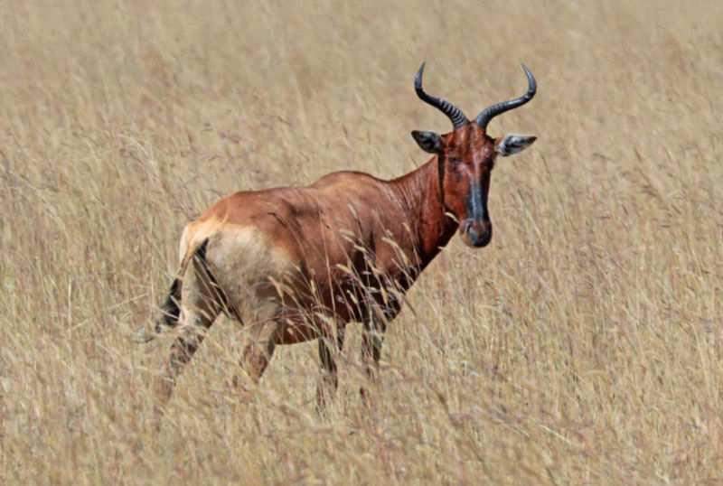 Caccia all'acefalo in Sudafrica turismo venatorio