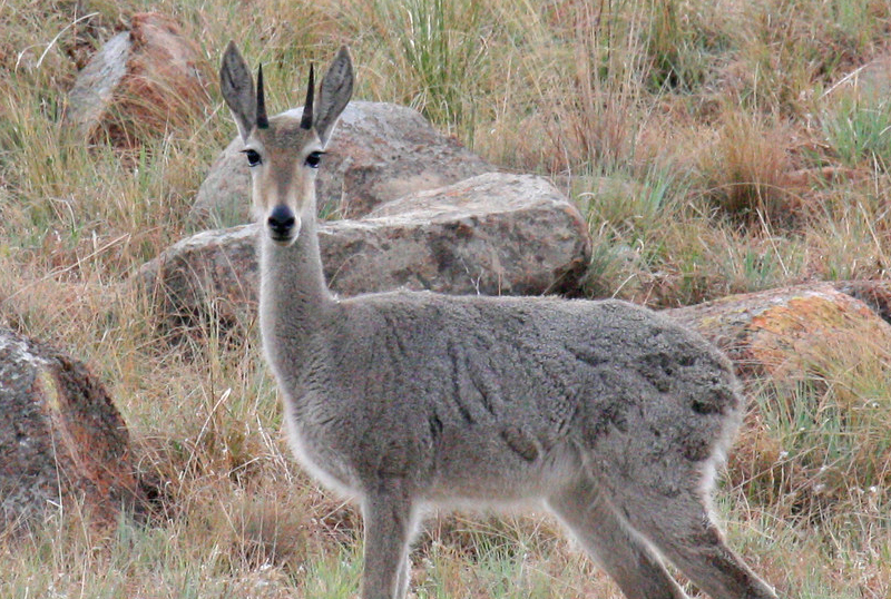 caccia all'antilope capriolo turismo venatorio europa mondo