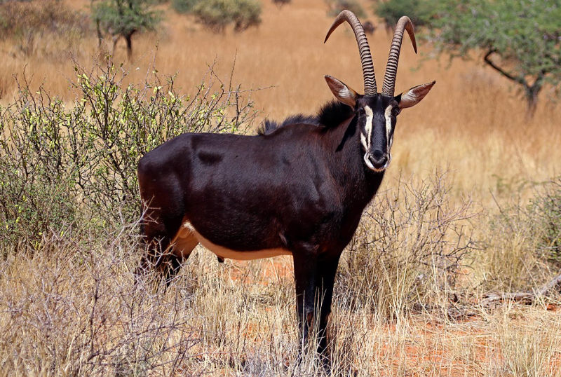 Caccia nel mondo antilope nera sudafrica turismo venatorio