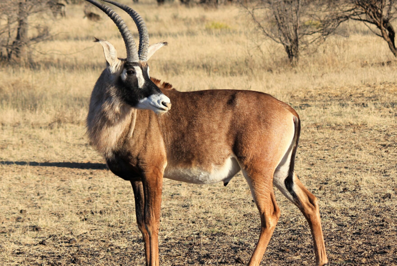 Caccia nel mondo antilope roana sudafrica turismo venatorio