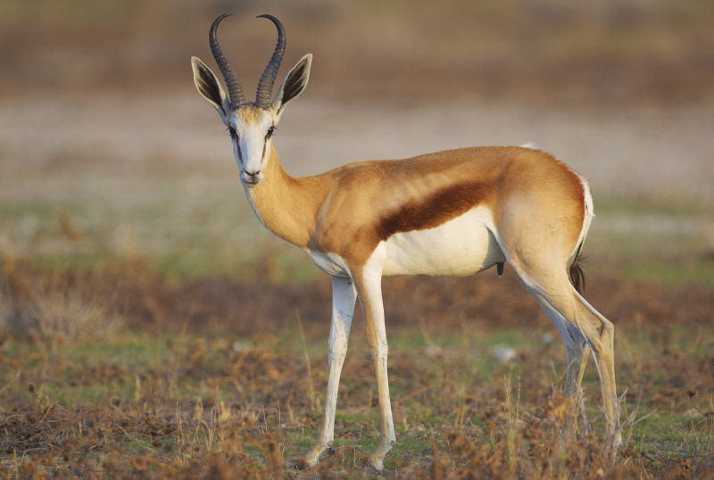 F G Safaris antilope spingbok sudafrica turismo venatorio