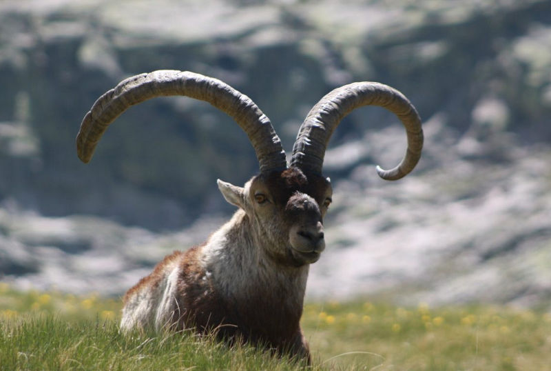 ibex beceite spagna caccia montefeltro turismo venatorio