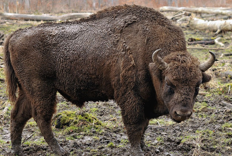 caccia al bisonte europeo turismo venatorio europa mondo