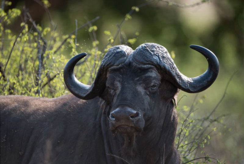 caccia al bufalo cafro mozambico montefeltro viaggi turismo venatorio