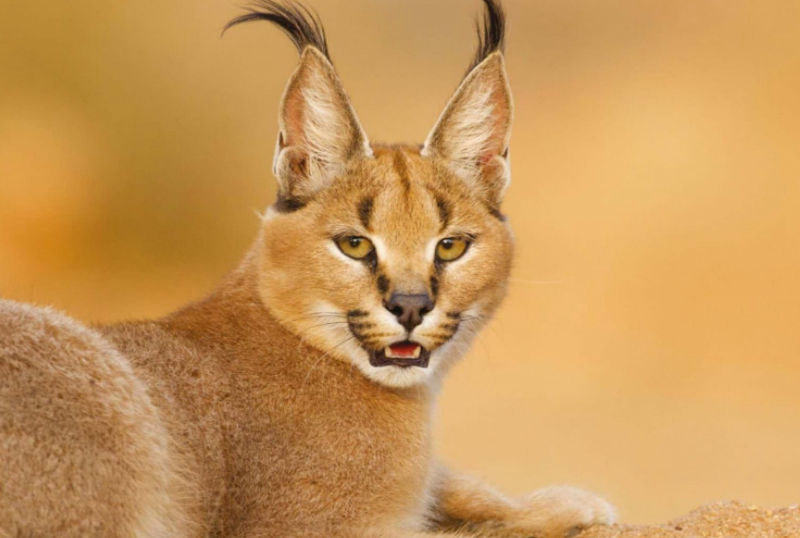 Caccia al caracal in Sudafrica turismo venatorio