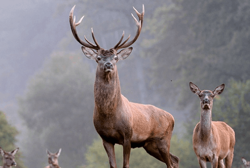 International Hunting caccia cervo Romania