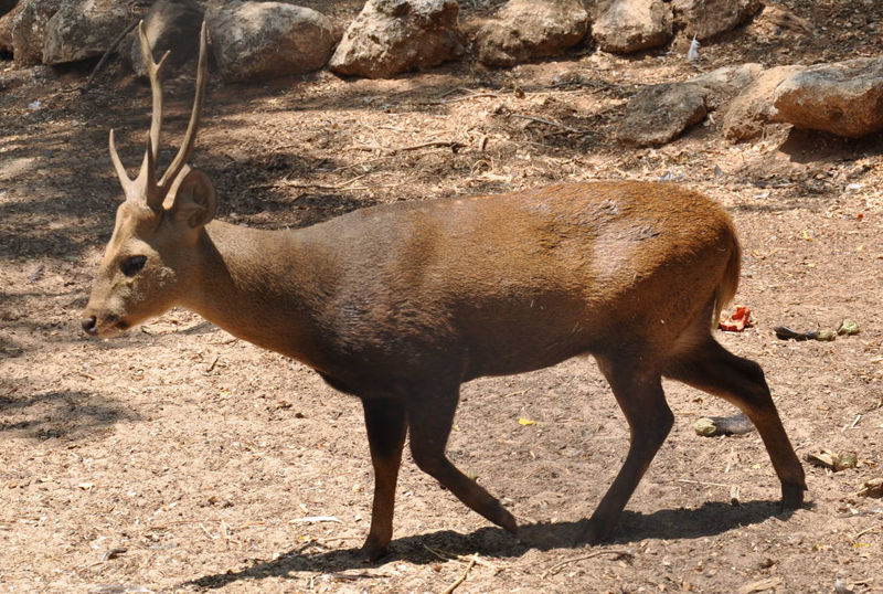 F G Safaris cervo porcino sudafrica turismo venatorio