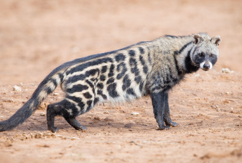 Caccia alla civetta africana in Sudafrica turismo venatorio