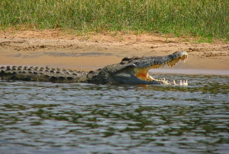 Caccia al coccodrillo in Sudafrica turismo venatorio