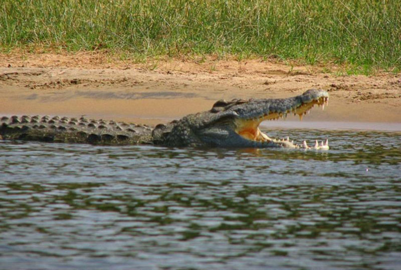 Caccia al coccodrillo in Sudafrica turismo venatorio