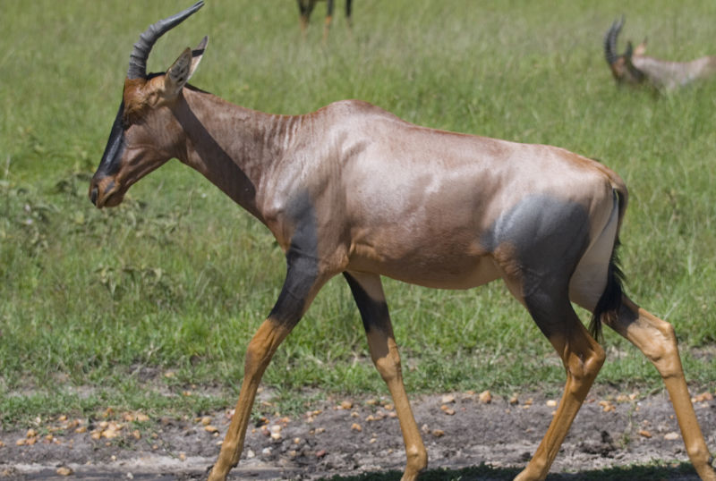 F G Safaris damalisco comune sudafrica turismo venatorio