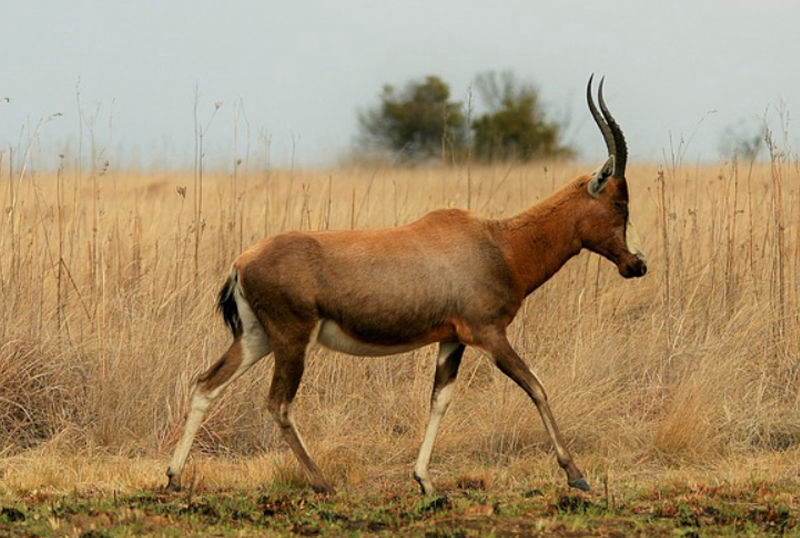 Caccia al damalisco fronte bianca in Sudafrica turismo venatorio