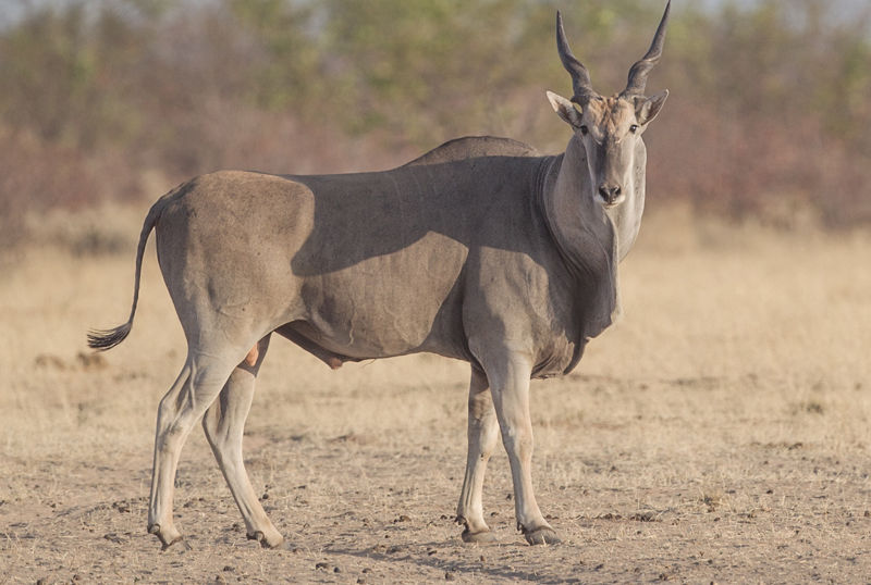 F G Safaris elan sudafrica turismo venatorio