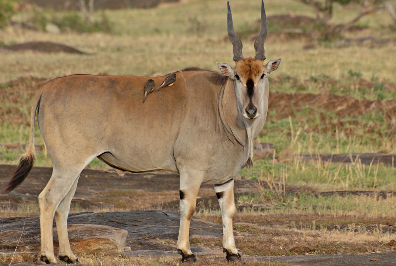 F G Safaris elan livingstone sudafrica turismo venatorio