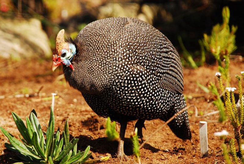 Caccia alla faraona selvatica in Sudafrica turismo venatorio