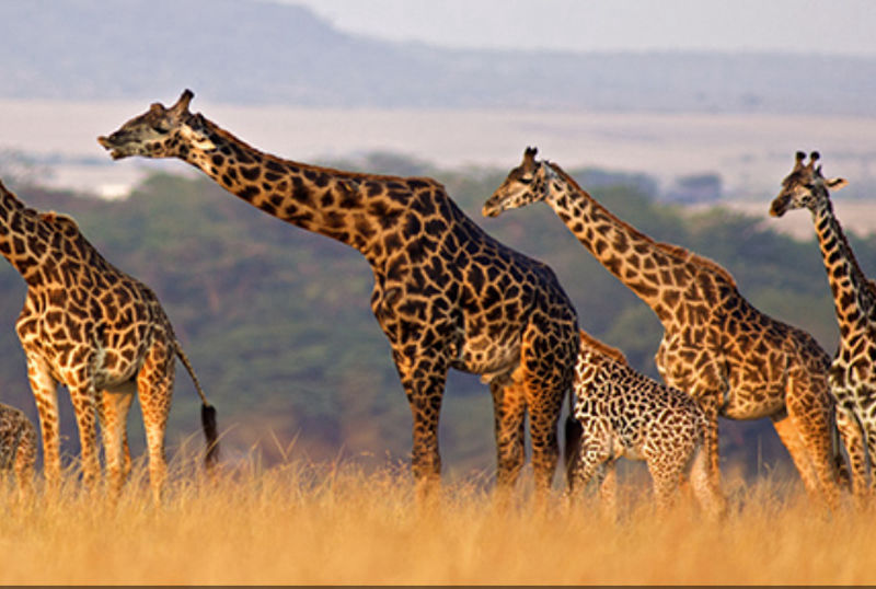 Caccia alla giraffa in Sudafrica turismo venatorio