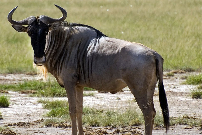 Caccia allo gnu in Sudafrica turismo venatorio