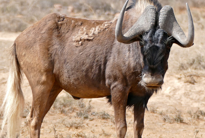 F G Safaris gnu coda bianca sudafrica turismo venatorio
