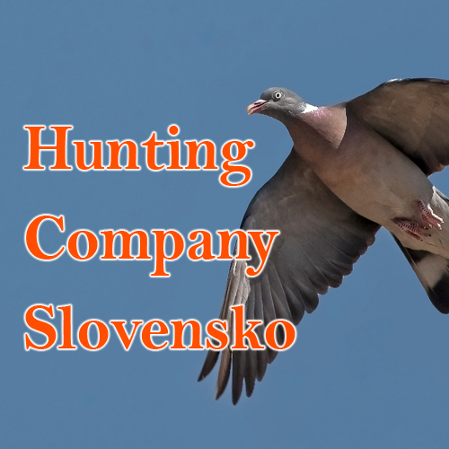 hunting company slovensko caccia in slovacchia colombaccio