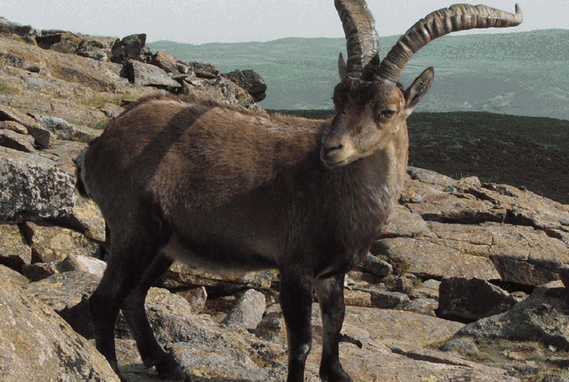 caccia all'ibex di gredos turismo venatorio europa mondo