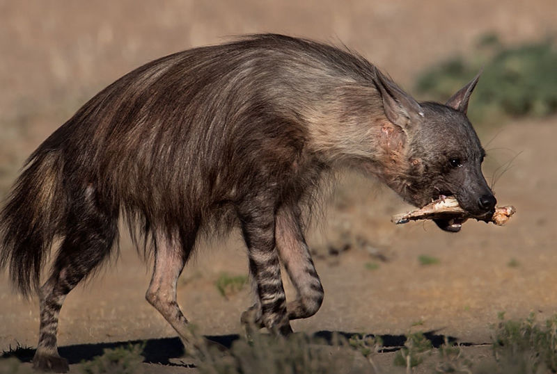 Caccia alla iena bruna in Sudafrica turismo venatorio