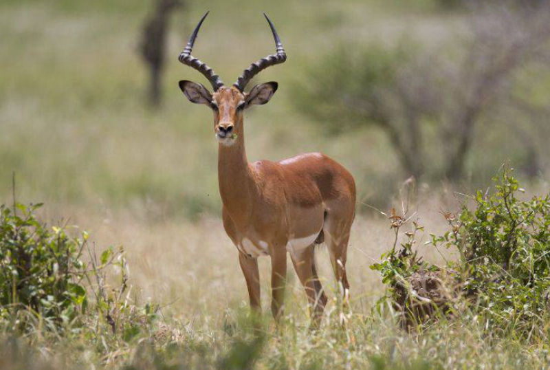 Caccia all'impala in Sudafrica turismo venatorio