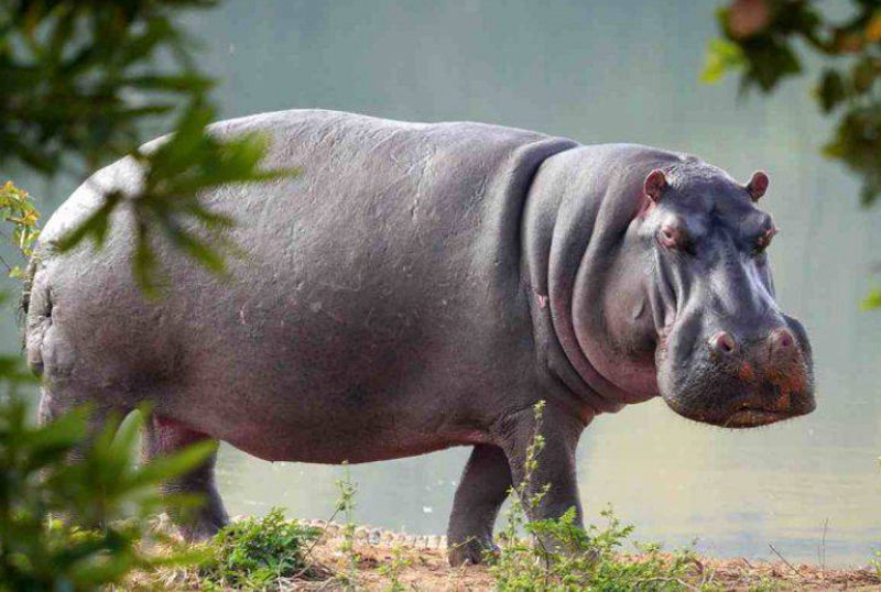 Caccia all'ippopotamo in Sudafrica turismo venatorio