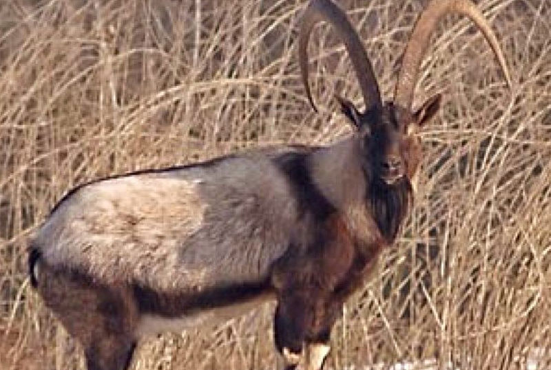 Safari international caccia capra kri kri ibex in Russia turismo venatorio itinerari