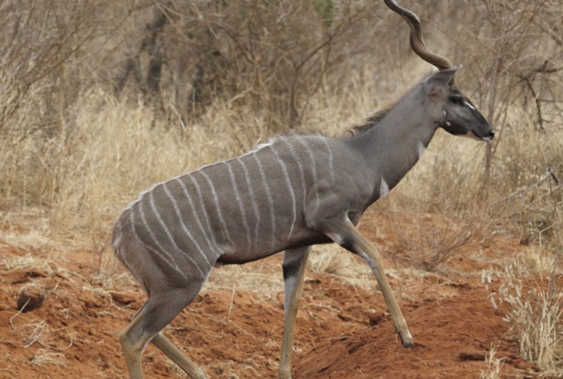 Caccia al kudu in Sudafrica turismo venatorio