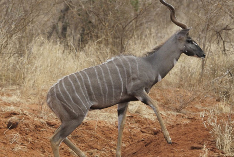 Caccia nel mondo kudu sudafrica turismo venatorio