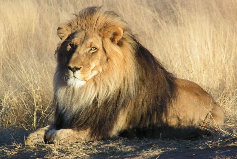 Caccia al leone in Sudafrica turismo venatorio