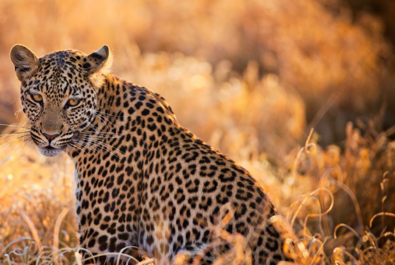 Caccia nel mondo leopardo sudafrica turismo venatorio