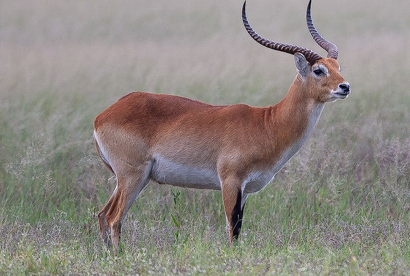 F G Safaris lichi sudafrica turismo venatorio