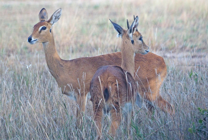 F G Safaris oribi sudafrica turismo venatorio