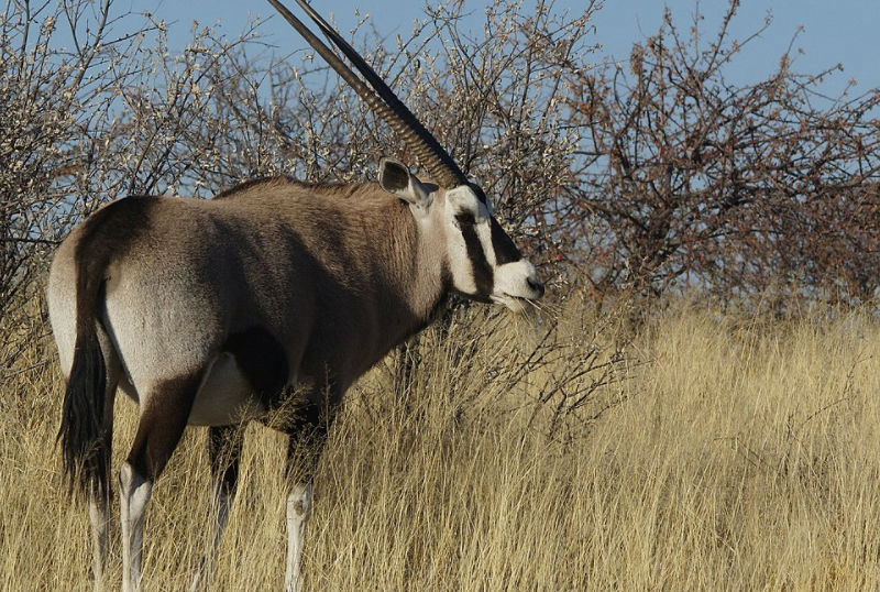 Caccia all'orice in Sudafrica turismo venatorio