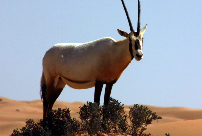 F G Safaris orice d'arabia sudafrica turismo venatorio