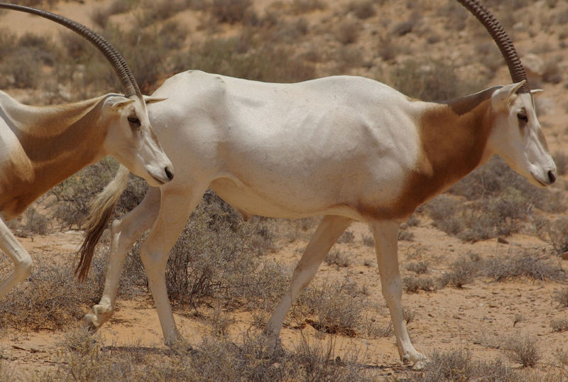 F G Safaris orice dalle corna a sciabola sudafrica turismo venatorio
