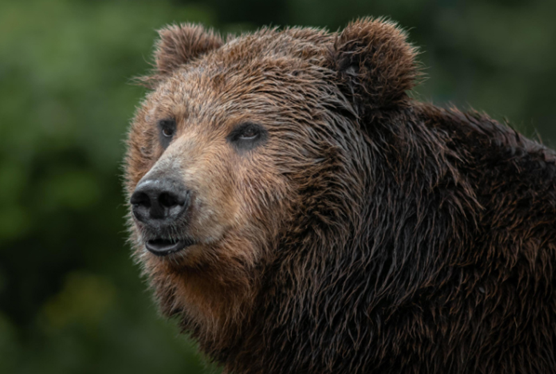 Safari international caccia Orso Kamchatka in Russia turismo venatorio itinerari