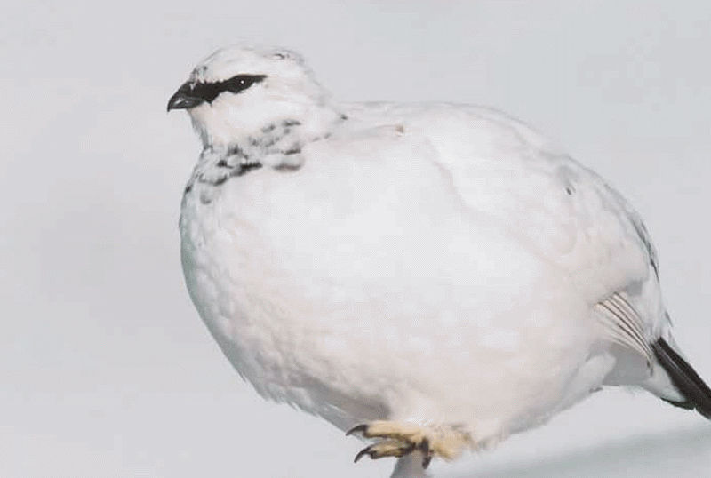 caccia alla pernice bianca svezia lapponia Caccia al gallo forcello in Svezia Lapponia